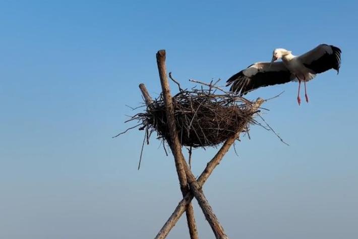 中国最北省份成&ldquo;候鸟天堂&rdquo;