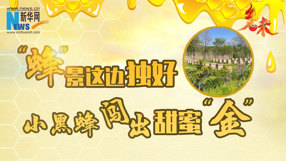黑龙江饶河：&ldquo;蜂&rdquo;景这边独好 小黑蜂闯出甜蜜&ldquo;金&rdquo;