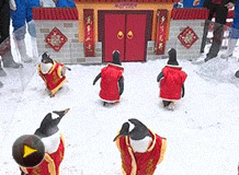 呆萌企鵝換上唐裝過大年